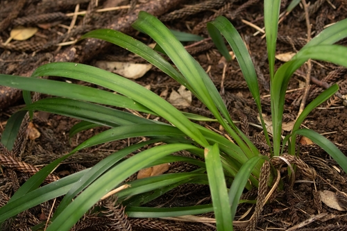 Dianella intermedia observed 2025-11-02