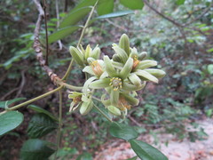 Magnoliopsida