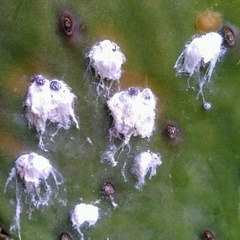 Dactylopius confusus