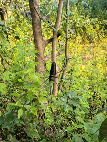 Giant Golden Orbweaver