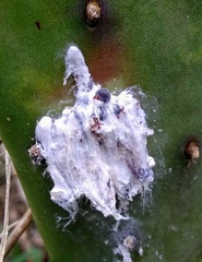 Dactylopius confusus