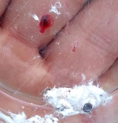 Dactylopius confusus