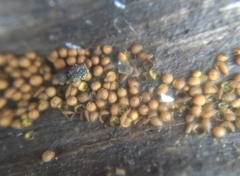 Perichaena corticalis