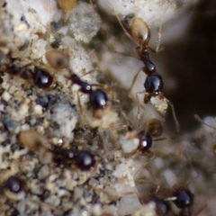 Pheidole barbata