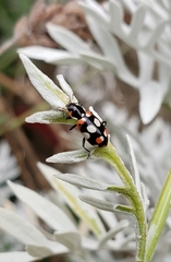 Eriopis connexa