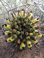 Ferocactus herrerae