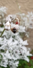 Eriopis connexa