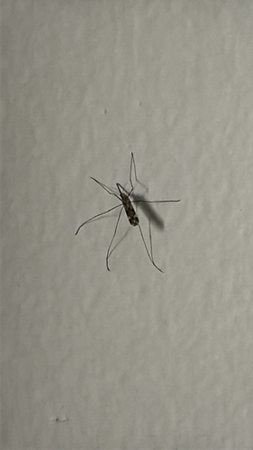 Unknown species found near Ninth St, Beckley, WV, US
