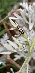 Eriopis connexa