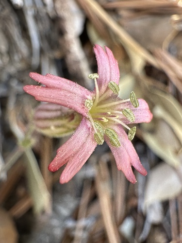 San Francisco Campion (Silene verecunda)