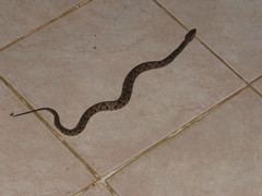 Bothrops asper