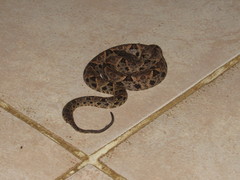 Bothrops asper