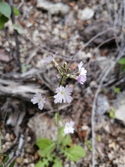 Dryopetalon runcinatum