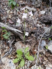Dryopetalon runcinatum