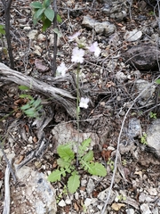 Dryopetalon runcinatum