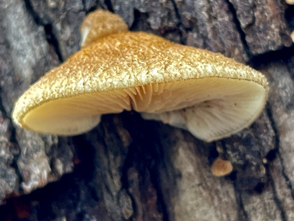 Crepidotus calolepis · November 2025 · photo: © joqatana (iNaturalist, cc-by)