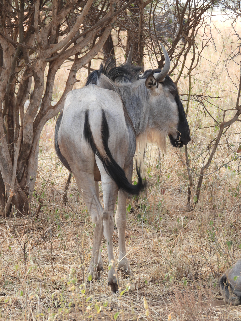 Connochaetes taurinus albojubatus, Babati, TZ, by raobaykah