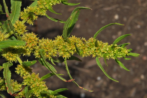 golden dock (Rumex fueginus)