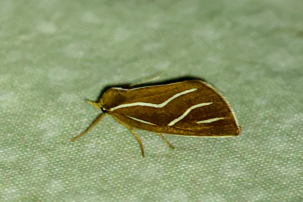 Licha undilinealis