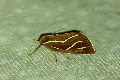 Licha undilinealis