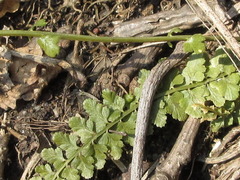 Asplenium incisum