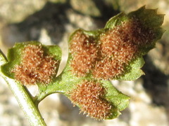 Asplenium incisum