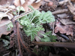 Chrysanthemum lavandulifolium