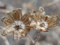 Chrysanthemum lavandulifolium