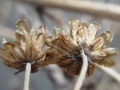 Chrysanthemum lavandulifolium