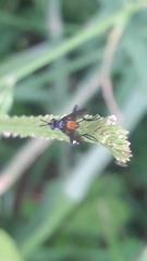 Beskia