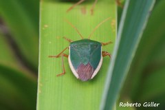 Edessa rufomarginata