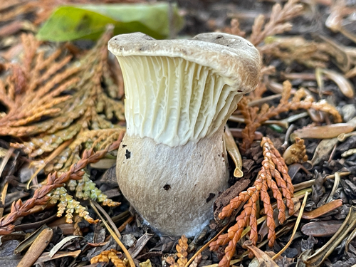 Ampulloclitocybe