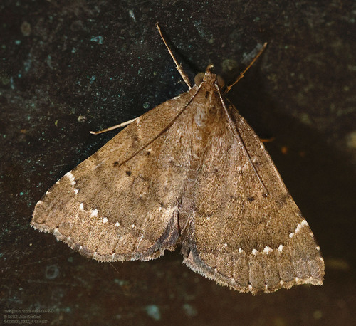 Southern Focillidia Moth photo 3