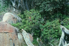 Gleichenia rupestris