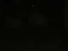 Bubo virginianus mayensis