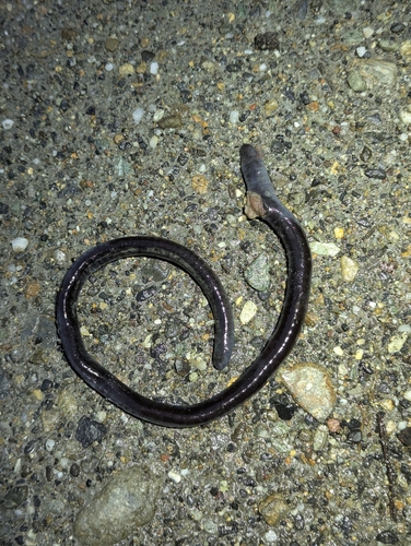 La Bonita caecilian, Caecilia orientalis