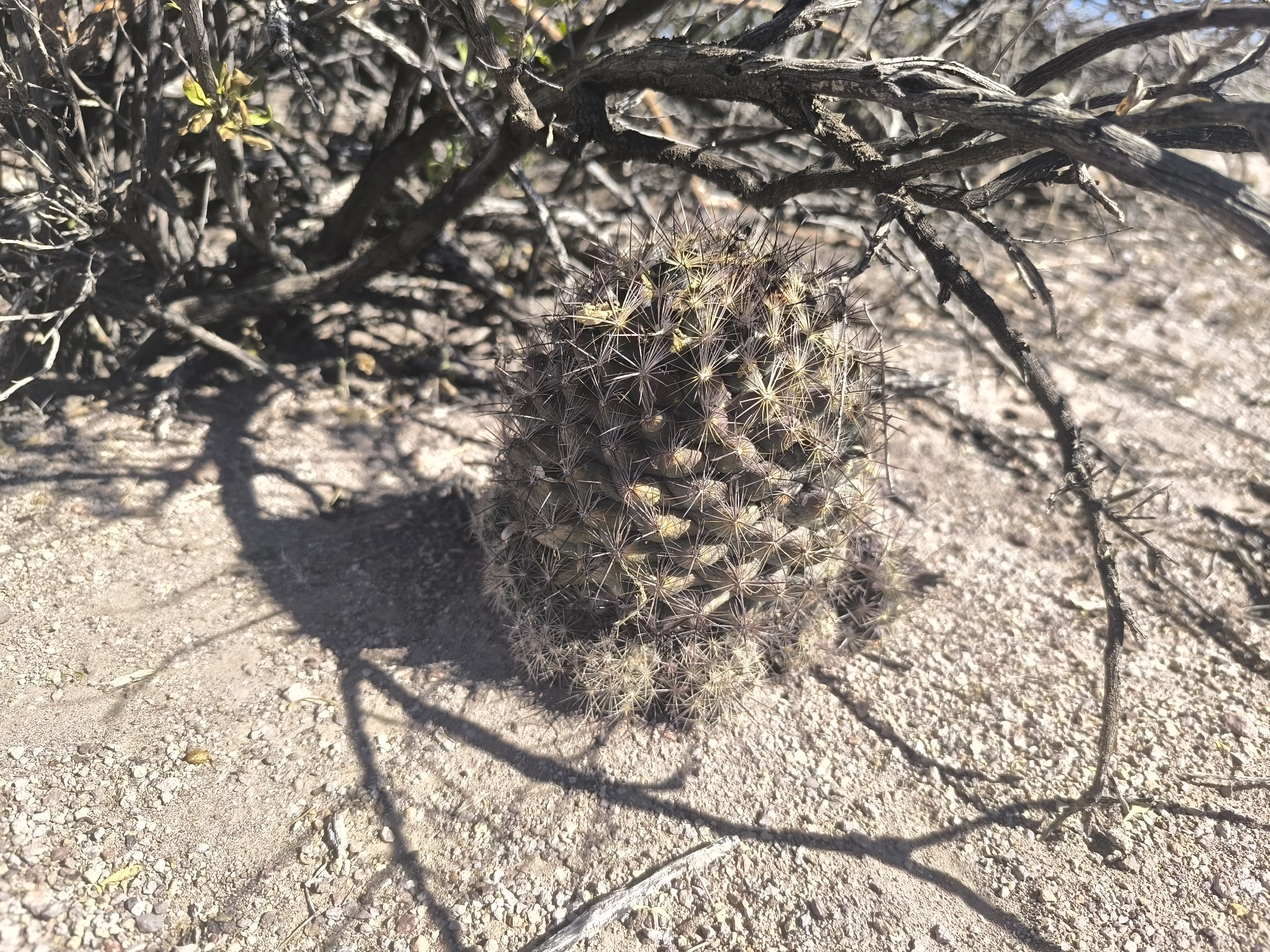 Coryphantha delaetiana