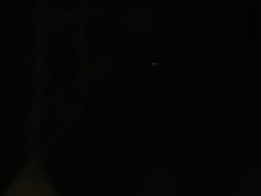 Bubo virginianus mayensis