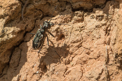 Neocicindela tuberculata