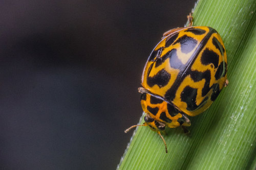 Tasmanian Ladybird photo 5