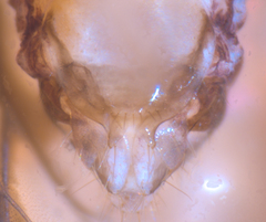 Propsocus pulchripennis
