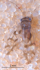 Propsocus pulchripennis