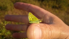 Hesperia assiniboia