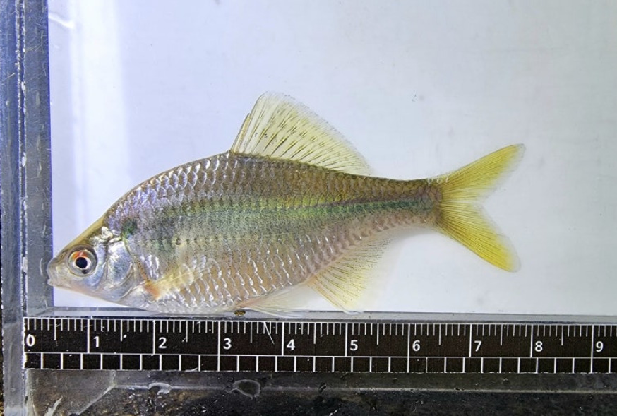 Korean Flat Bitterling
