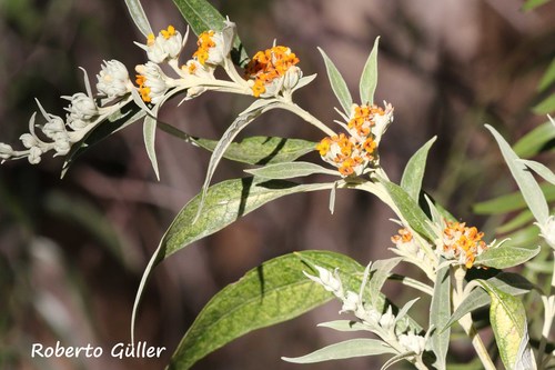 Buddleja tucumanensis Griseb.