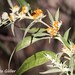 Buddleja tucumanensis - Photo (c) Roberto Guller, some rights reserved (CC BY-NC-ND), uploaded by Roberto Guller
