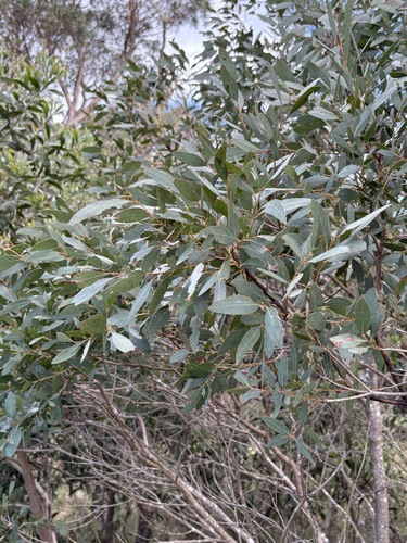 Wattle-leaved Peppermint (Eucalyptus acaciiformis)
