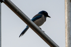 Aphelocoma californica