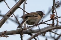 Junco hyemalis