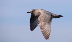 Larus glaucoides thayeri